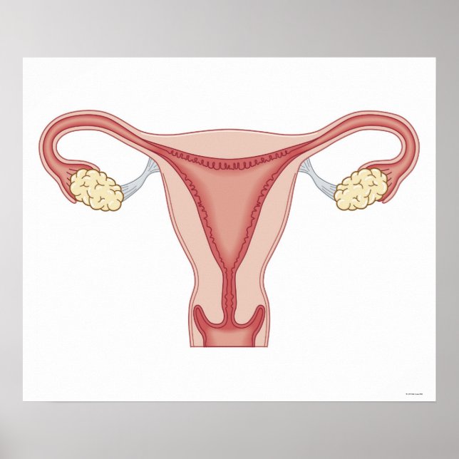 Female Reproductive System Poster (Front)