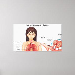 Female respiratory system canvas print