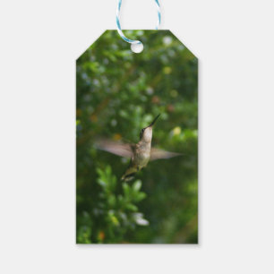 Female Ruby Throat Hummingbird gift tag