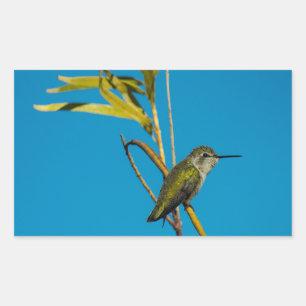 Female ruby-throat hummingbird on tree rectangular sticker