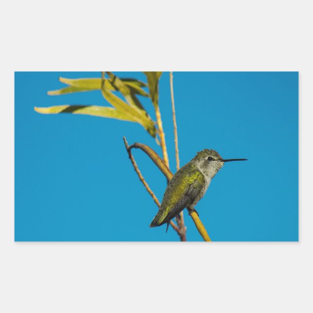 Female ruby-throat hummingbird on tree rectangular sticker (Front)