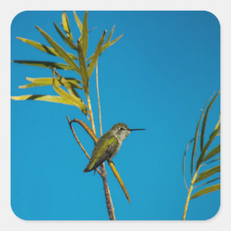 Female ruby-throat hummingbird on tree square sticker