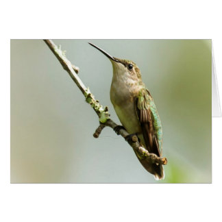 Female Ruby-throated Hummingbird