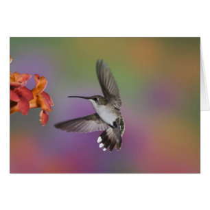 Female Ruby Throated Hummingbird in flight
