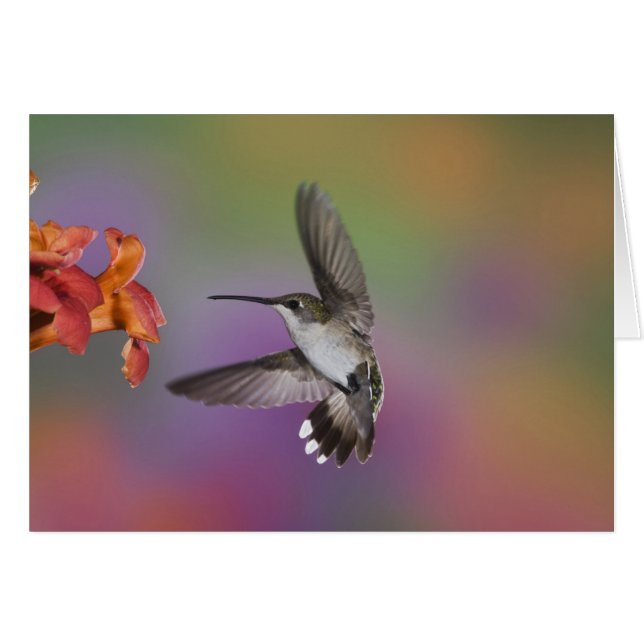Female Ruby Throated Hummingbird in flight (Front Horizontal)