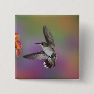 Female Ruby Throated Hummingbird in flight 15 Cm Square Badge