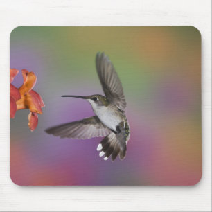 Female Ruby Throated Hummingbird in flight Mouse Pad