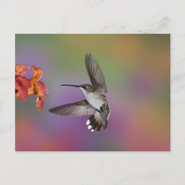 Female Ruby Throated Hummingbird in flight Postcard (Front)