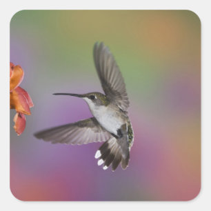 Female Ruby Throated Hummingbird in flight Square Sticker