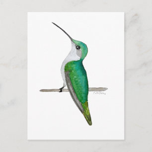Female Ruby-throated Hummingbird Postcard