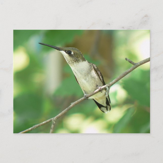 Female Ruby-throated Hummingbird Postcard. Postcard (Front)