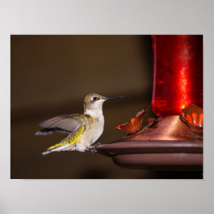 Female Ruby-throated Hummingbird Poster