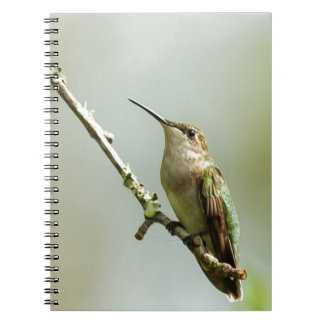 Female Ruby-throated Hummingbird Spiral Notebook
