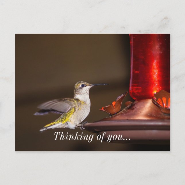 Female Ruby-throated Hummingbird Thinking Of You Postcard (Front)