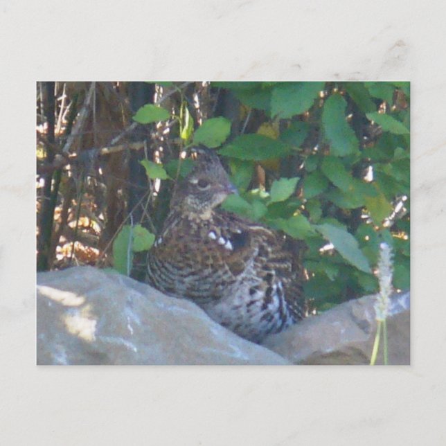 Female Ruffed Grouse Postcard (Front)