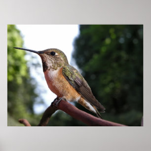 Female Rufous Hummingbird - Fine Art Prints