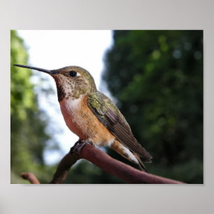 Female Rufous Hummingbird - Fine Art Prints