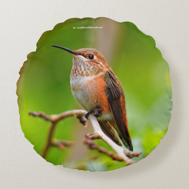 Female Rufous Hummingbird on the Plum Tree Round Cushion (Front)