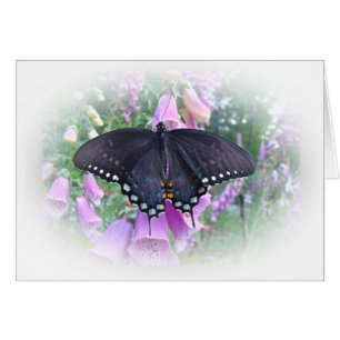 Female Spicebush Swallowtail Butterfly