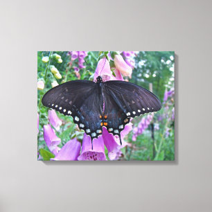 Female Spicebush Swallowtail Butterfly Canvas Print
