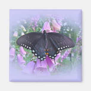 Female Spicebush Swallowtail Butterfly Magnet