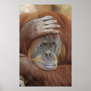 Female Sumatran Orangutan, Pongo pygmaeus Poster
