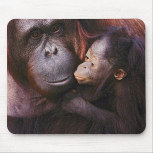 Female Sumatran Orangutan with baby, Pongo Mouse Pad