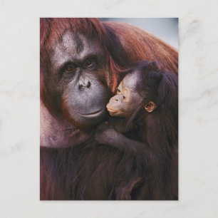 Female Sumatran Orangutan with baby, Pongo Postcard