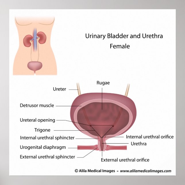 Female urinary system labelled poster (Front)