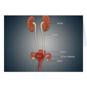 Female Uterus With Ovaries, Kidney and Bladder