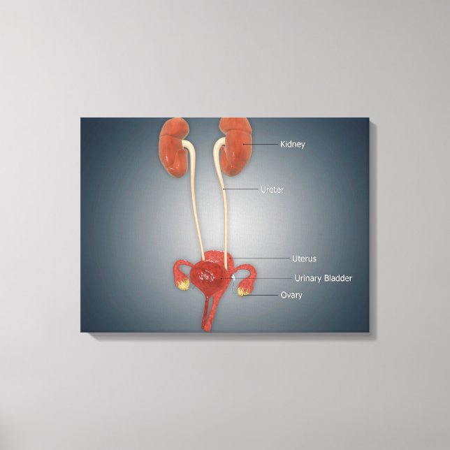 Female Uterus With Ovaries, Kidney and Bladder Canvas Print (Front)