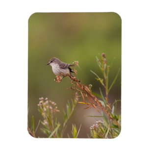 female Vermilion Flycatcher Magnet