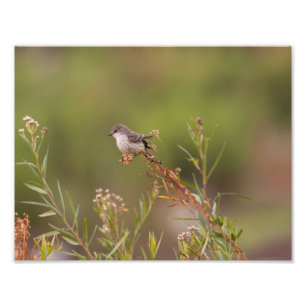 Female Vermilion Flycatcher Photo Print