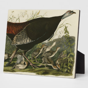 Female Wild Turkey from Audubon's Birds of America Plaque