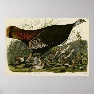 Female Wild Turkey from Audubon's Birds of America Poster