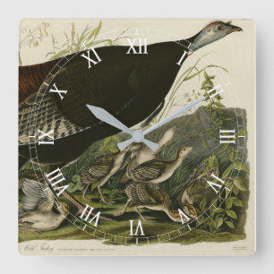 Female Wild Turkey from Audubon's Birds of America Square Wall Clock