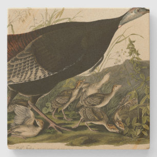 Female Wild Turkey from Audubon's Birds of America Stone Coaster