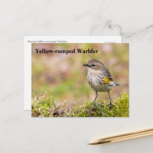 Female Yellow-rumped Warbler Postcard