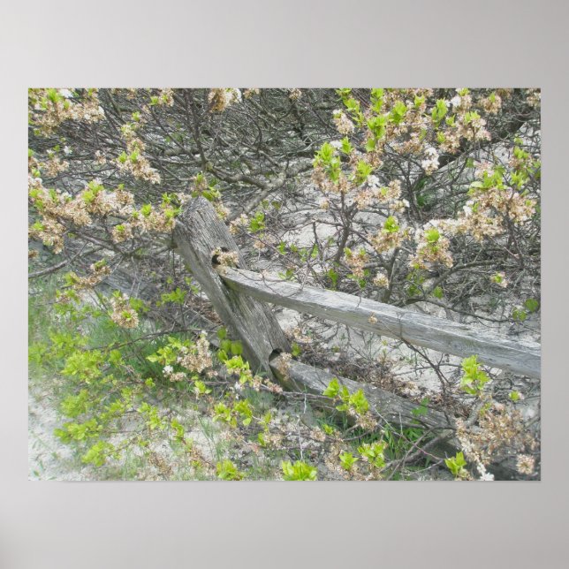 Fence Against Dunes IBSP Poster (Front)