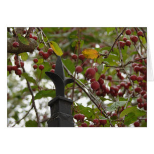 Fence and Crabapples