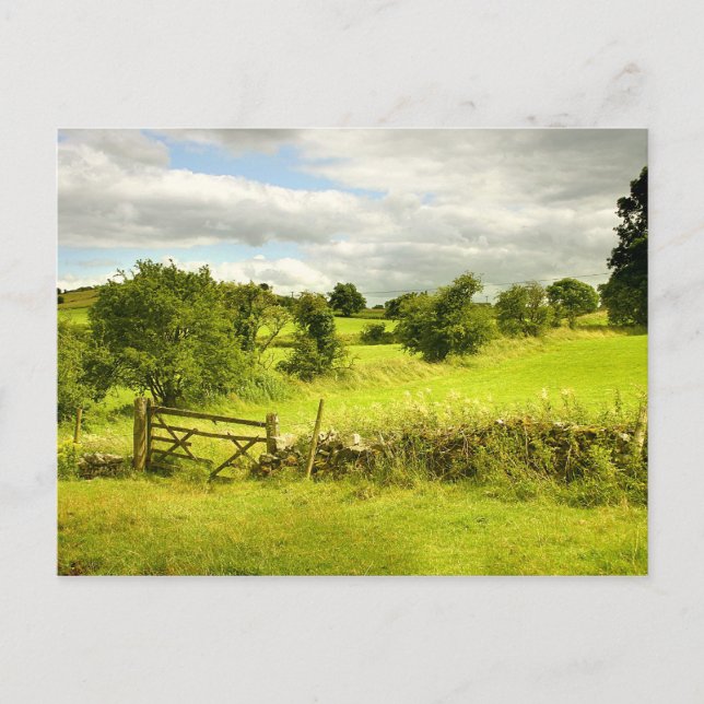 Fence, fields and Meadowsweet Postcard (Front)