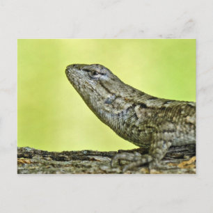 Fence Lizard Postcard. Postcard
