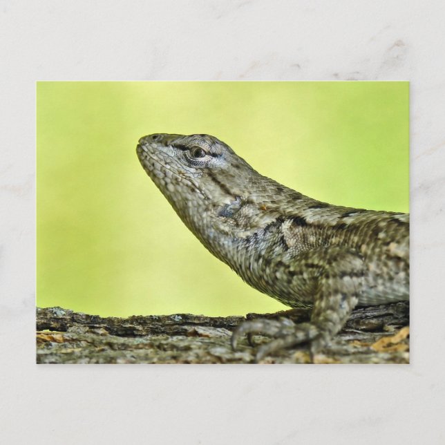 Fence Lizard Postcard. Postcard (Front)