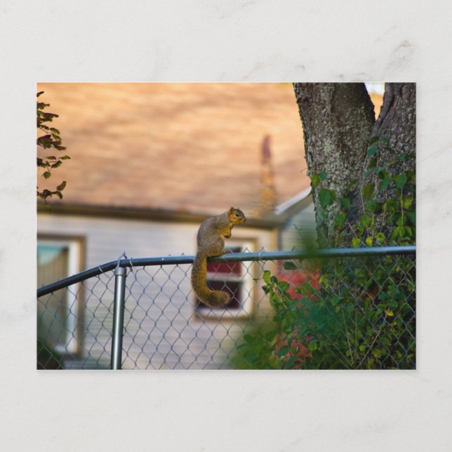 Fence-squirrel / Eichhörnchen am Zaun Postcard (Front)
