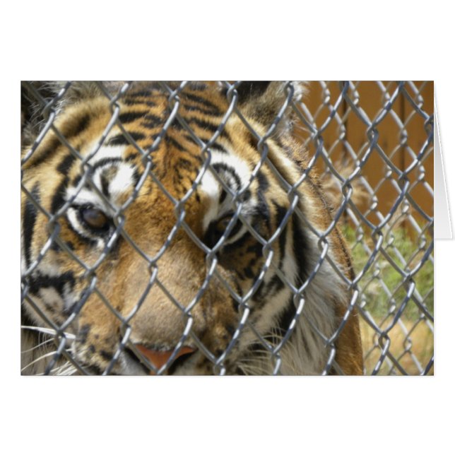 Fenced tiger card (h) (Front Horizontal)