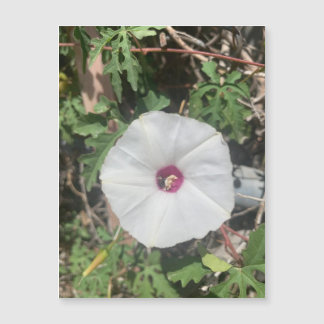 Fenceline Alamo Vine Magnet