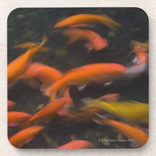 Feng Shui believe koi fish bring good luck. Coaster (Front)