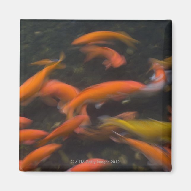 Feng Shui believe koi fish bring good luck. Magnet (Front)