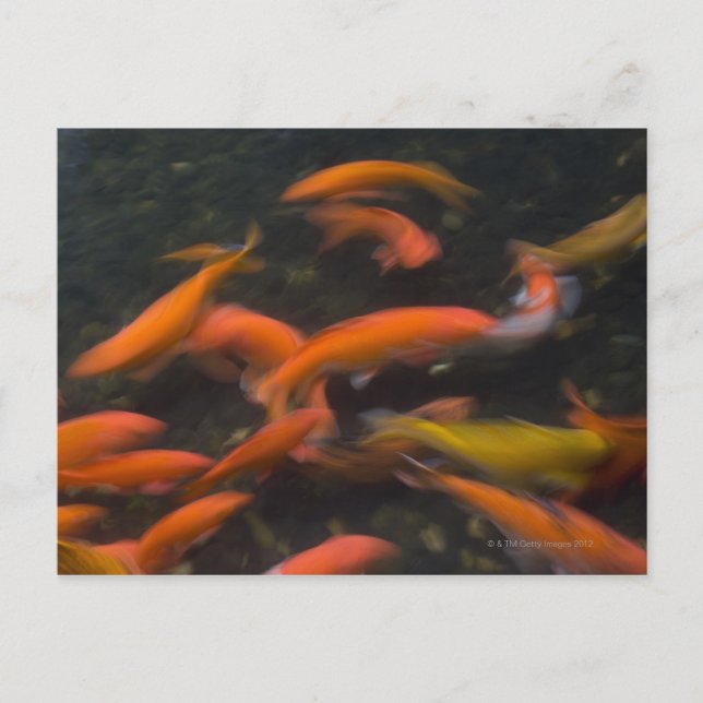 Feng Shui believe koi fish bring good luck. Postcard (Front)