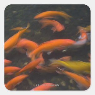 Feng Shui believe koi fish bring good luck. Square Sticker